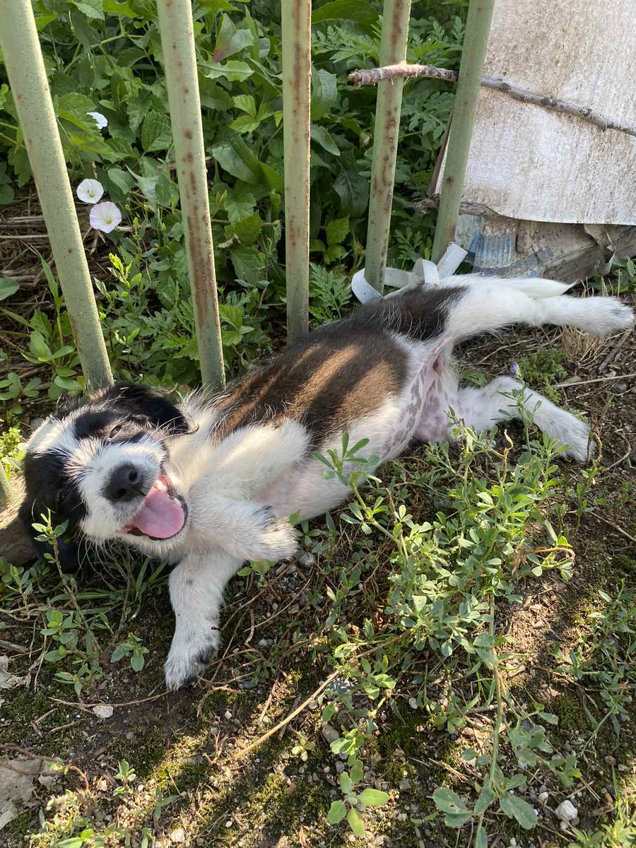 ‼️🐾Prelepa zenkica stara oko 2 meseca,izbacena /ostavljena ‼️🐾Dobila je hranu, smestaj nema ⚠️HITNO JOJ TREBA DOM✔️Nalazi se u Krusevcu kont tel
063 113 57 25 ‼️🐾