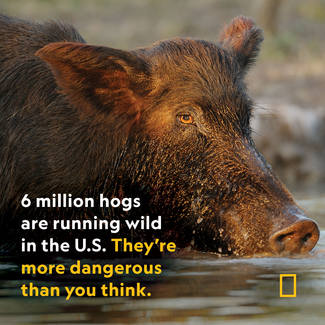NatGeoAnimals's tweet photo. The nation's six million feral hogs are destroying crops and preying on endangered species. But the most serious threat they pose is to human health. https://t.co/WnQdBK6FjF https://t.co/ItGjkVmlmc