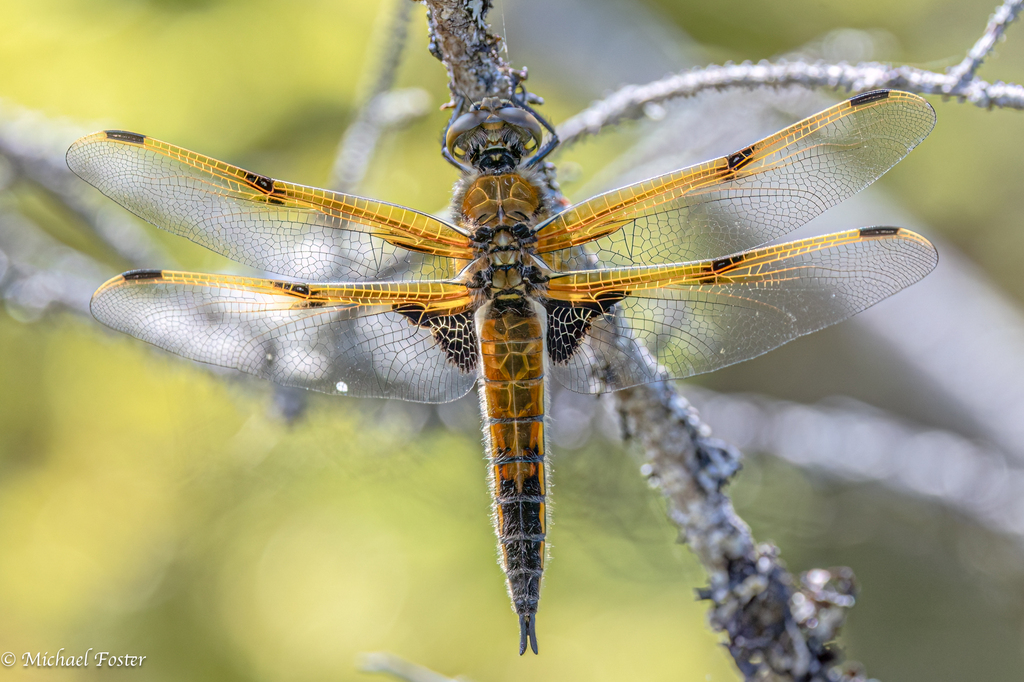 ducanada's tweet photo. This week's #ProjectDragonfly feature is a four-spotted skimmer logged by @inaturalist user mfostervt in Newfoundland.
Four-spotted skimmers are easily recognized by the four spots on their wings and their brown body colour.
Get involved at ➡️ https://t.co/5VfalsbU1q https://t.co/qZWSYhy5GD