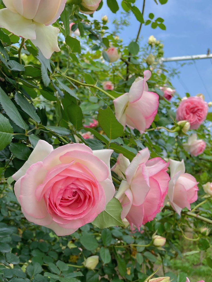 Kg1cTkm's tweet photo. I love flowers, I love romantic words, I love deep hugs, I love all the little rituals. https://t.co/nVmQUm4itD