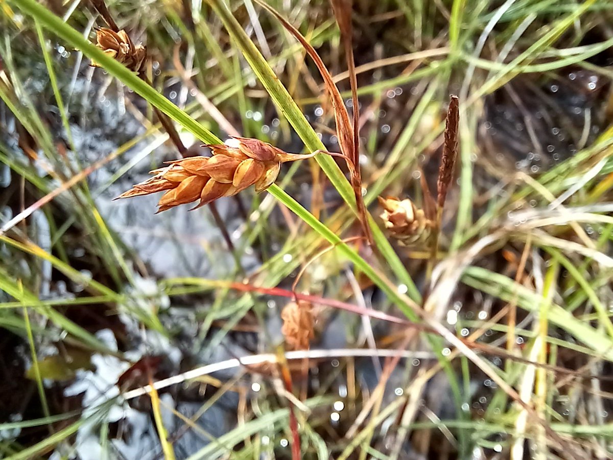 Neil Forbes tweet media