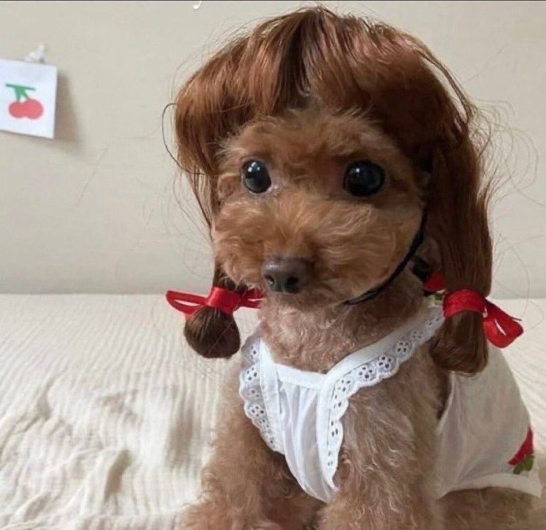 filmvirgo's tweet photo. him: you better not be that fraülein looking dog when i get there
me: https://t.co/9qOBljtyRP