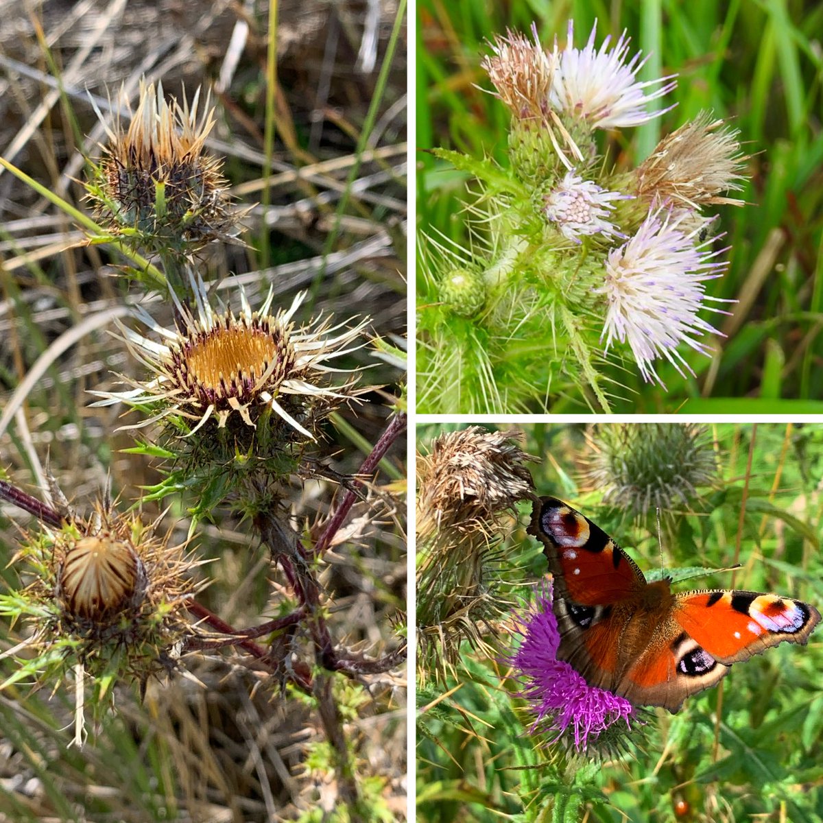 Carline Thistle ( Carolina vulgaris), #whiteform Marsh Thistle (Cirsium palustre), Peacock on Spear Thistle (Cirsium vulgare) #wildflowerhour ⁦@BSBIbotany⁩