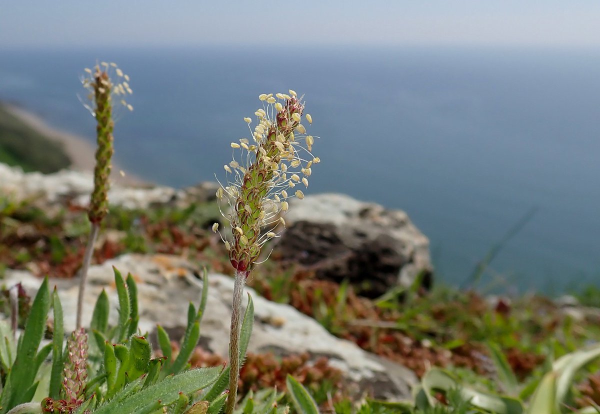 Wildwingsand's tweet photo. Buck's-horn Plantain - Plantago coronopus clinging onto a sparsely vegetated cliff top. #wildflowerhour https://t.co/b0yWYlcRqg