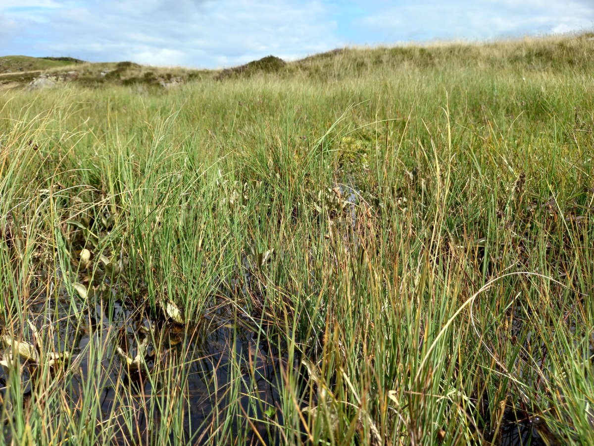 Neil Forbes (@treebeard_793) on Twitter photo Sedge heaven at #wildflowerhour at Eycott Hill <a href="/cumbriawildlife/">CumbriaWildlifeTrust</a> with the <a href="/BSBIbotany/">BSBI: Botanical Society of Britain & Ireland</a> #Cumbria Group.
Bog Sedge, Carex limosa. Strong NW British distribution but endangered in England
plantatlas2020.org/atlas/2cd4p9h.…
Doing very well at this excellent site where conditions are just right Sedge heaven at #wildflowerhour at Eycott Hill <a href="/cumbriawildlife/">CumbriaWildlifeTrust</a> with the <a href="/BSBIbotany/">BSBI: Botanical Society of Britain & Ireland</a> #Cumbria Group.
Bog Sedge, Carex limosa. Strong NW British distribution but endangered in England
plantatlas2020.org/atlas/2cd4p9h.…
Doing very well at this excellent site where conditions are just right