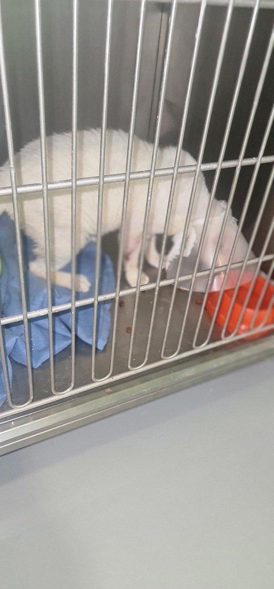 catswithnohope's tweet photo. Samsons leg looks incredible its almost healed he will stop his IV antibiotics & antifungals on Friday
He is on his last 10 days until release
The Dr's did a awsome job on his leg, I really thought he was going to lose it
Any help is greatly appreciated
https://t.co/4YXdAdk48Y https://t.co/Ls9ZMBPxfr