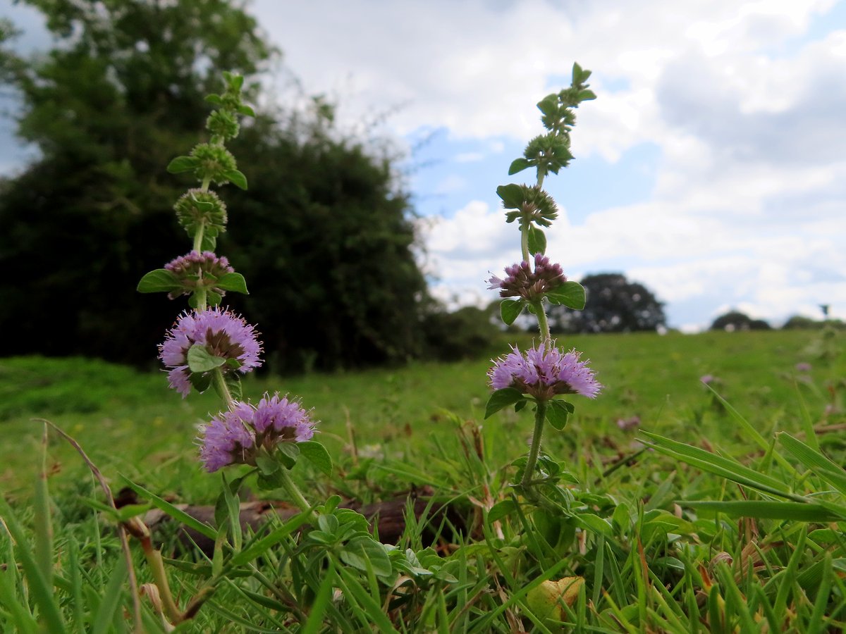 Wildwingsand's tweet photo. Pennyroyal - Mentha pulegium Having a good year in the New Forest, most I've ever seen. Also a nice showing of Chamomile - Chamaemelum nobile #wildflowerhour https://t.co/qprgQjb3BO