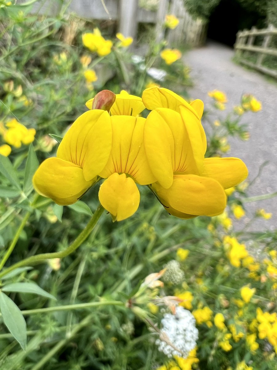 Bird’s-foot trefoil for #wildflowerhour. A headache of apostrophes and hyphens for editors. Maybe just call it eggs and bacon? Or is it ham and eggs, hen and chickens, lady’s fingers, granny’s toenails… 
Seen <a href="/WWTSlimbridge/">WWT Slimbridge</a> last week <a href="/wildflower_hour/">wildflowerhour</a>