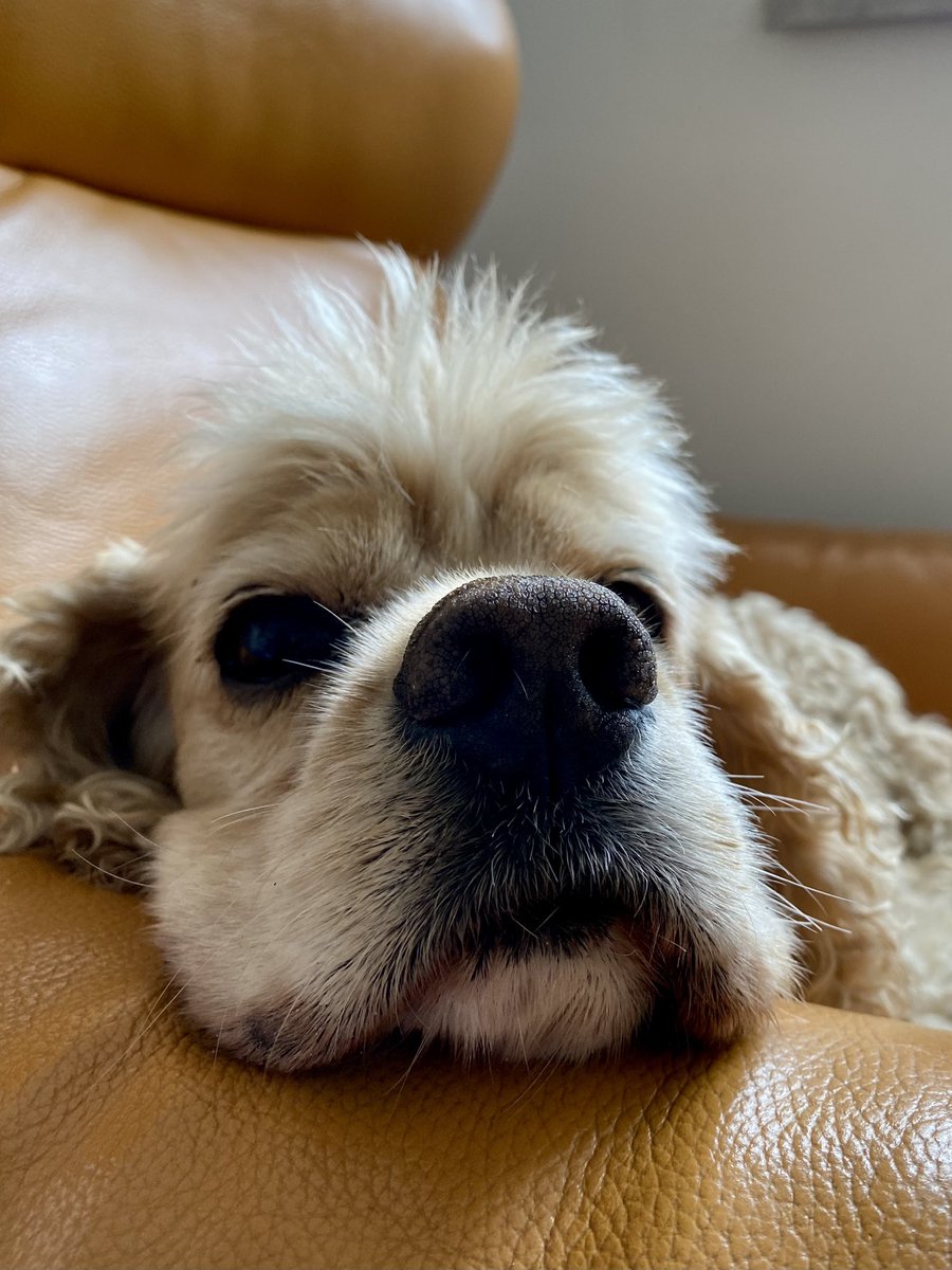 SpanielsSuper's tweet photo. @slpalmerwalker @Spaniels_Rule Thank you π
#IHaveAFan #ImSoHappy https://t.co/Mze44Lnw9Y