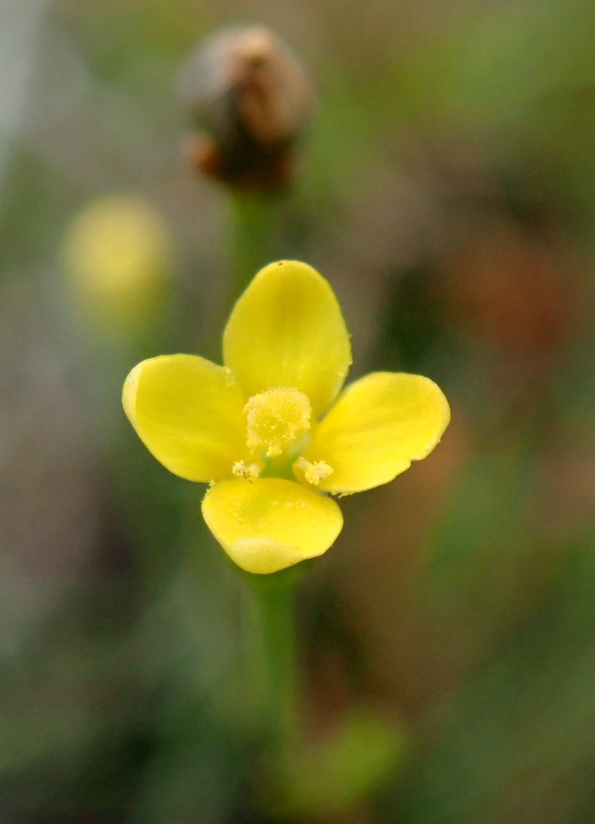 Wildwingsand's tweet photo. Yellow Centaury - Cicendia filiformis. Always hard to spot, but worth the effort. Needs full sun, flowers close up at midday and are minute. It's a bit of a challenge to photograph! Seen in the New Forest. #wildflowerhour https://t.co/hvKjQzRXdv