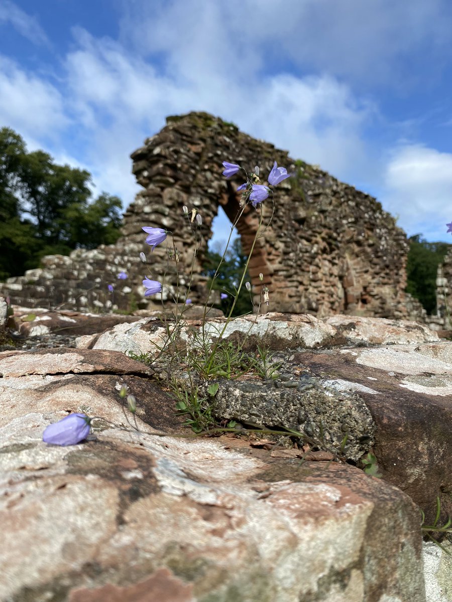 Beautiful harebells at #furnessabbey today #heritage #naturalenvironment #wildflowers @EnglishHeritage