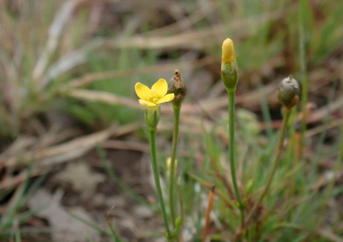 Wildwingsand's tweet photo. Yellow Centaury - Cicendia filiformis. Always hard to spot, but worth the effort. Needs full sun, flowers close up at midday and are minute. It's a bit of a challenge to photograph! Seen in the New Forest. #wildflowerhour https://t.co/hvKjQzRXdv