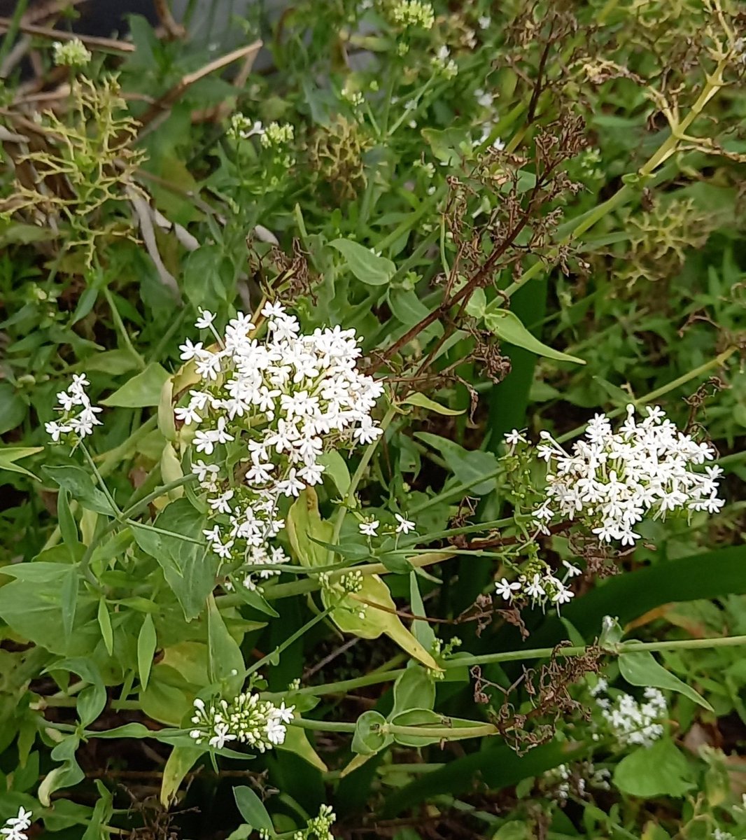 SuColeman's tweet photo. Could only find two for this week's #wildflowerhour #WhiteForms challenge in Colwyn Bay White Snapdragon and white form of Red valerian @wildflower_hour @Love_plants @BSBIbotany @BSBICymru @NearbyWild @WildFlowerSoc @WildaboutPlants @NatureUK @Naturalcalendar https://t.co/NVW9VyYgwY
