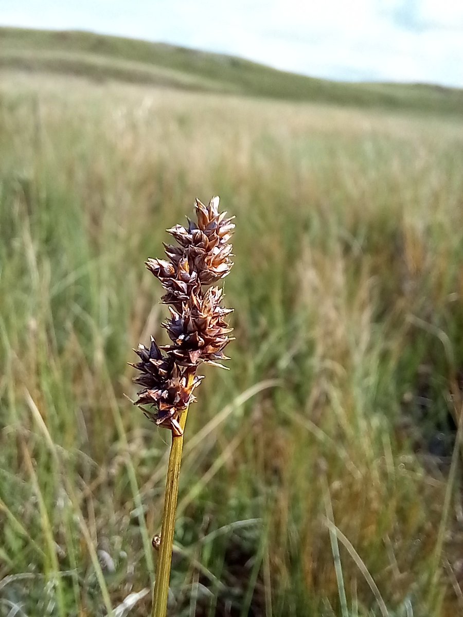 Neil Forbes (@treebeard_793) on Twitter photo Sedge Heaven with the <a href="/BSBIbotany/">BSBI: Botanical Society of Britain & Ireland</a> #Cumbria group for #wildflowerhour at Eycott Hill.
An example where the common name is confusing at best. Lesser Tussock-sedge, Carex diandra. It grows from rhizomes and doesn't form tussocks. Found on wet, peaty soils - range of pH (Vu - Eng). Sedge Heaven with the <a href="/BSBIbotany/">BSBI: Botanical Society of Britain & Ireland</a> #Cumbria group for #wildflowerhour at Eycott Hill.
An example where the common name is confusing at best. Lesser Tussock-sedge, Carex diandra. It grows from rhizomes and doesn't form tussocks. Found on wet, peaty soils - range of pH (Vu - Eng).