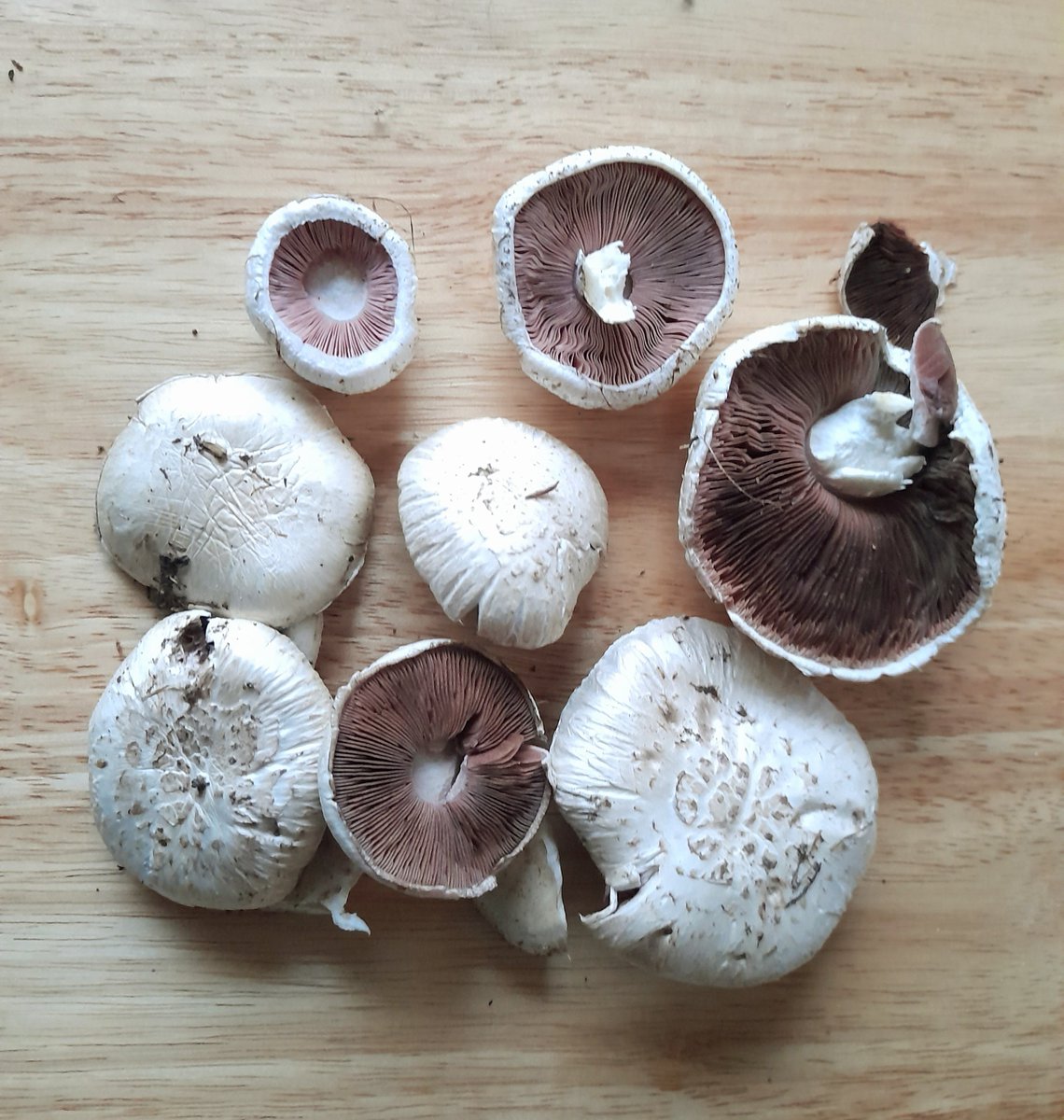 KentPiano's tweet photo. 🍄 foraged field mushrooms from just outside for tonite's bolognese yum yum 😋 
#foodie #forage #foraging #mushr https://t.co/Zgz1k9pARk