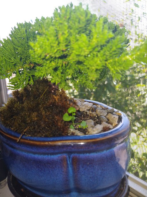 ➗🌲 #Juniper https://t.co/X6RE4rT9P9<a href="/tag/juniper"class="tags">#Juniper</a>