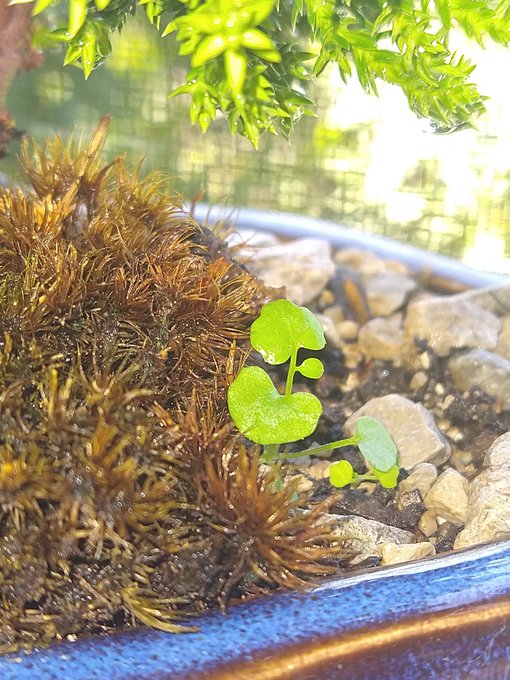 ➗🌲 #Juniper https://t.co/X6RE4rT9P9<a href="/tag/juniper"class="tags">#Juniper</a>