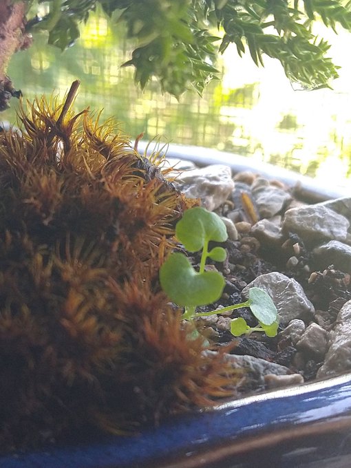 ➗🌲 #Juniper https://t.co/X6RE4rT9P9<a href="/tag/juniper"class="tags">#Juniper</a>