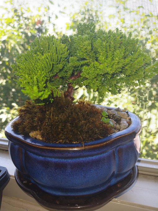 ➗🌲 #Juniper https://t.co/X6RE4rT9P9<a href="/tag/juniper"class="tags">#Juniper</a>