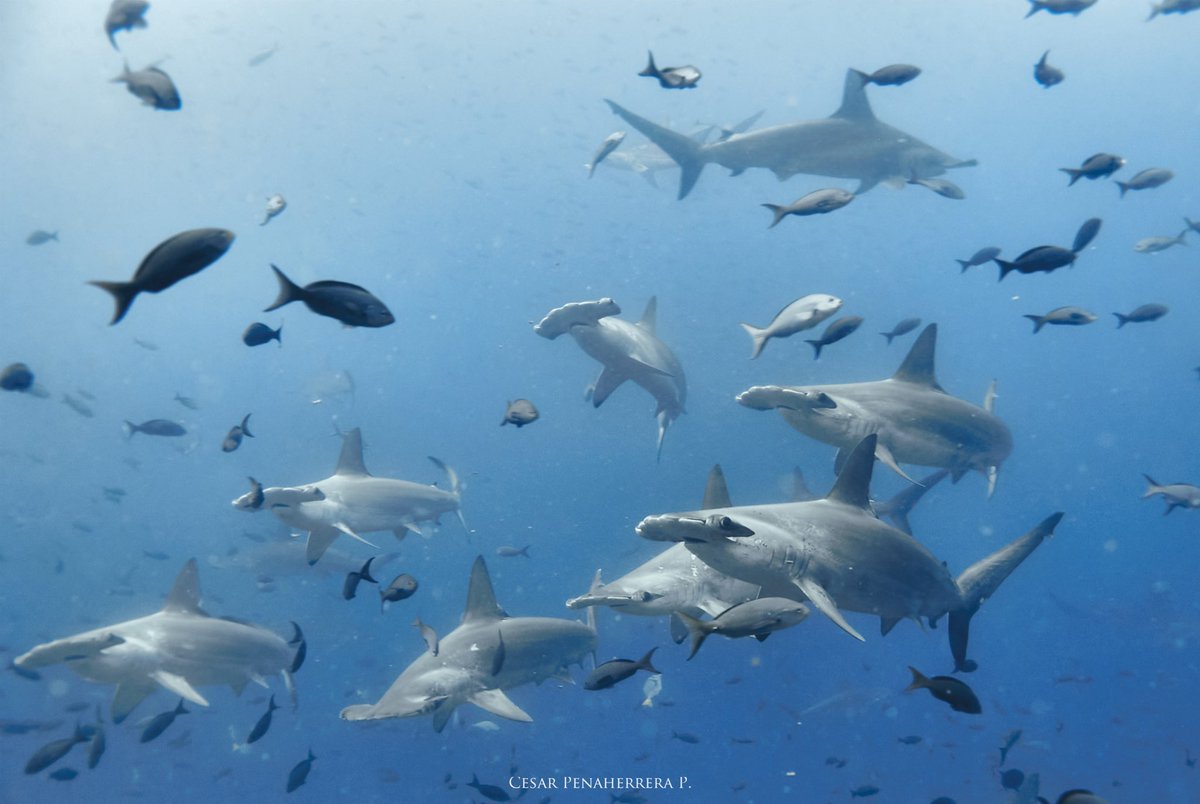 New Paper Alert! 🚨 An analysis of environmental drivers of abundance in hammerhead sharks at oceanic MPAs. rdcu.be/dh4Ti #AcademicTwitter