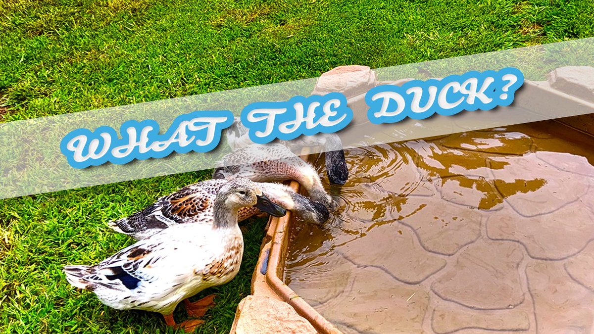 FlockSwap's tweet photo. 🦆 ?= 🐣
From Home Sweet Homestead... Our newest blog post... What The Duck 🦆? Does Chicken 🐣 Math equal Duck Math?
https://t.co/MlWix1L59A
#homesweethomestead #naturenurtureknowledge #bettertogether #flockswap #welshharlequin #ducks #duck #whattheduck https://t.co/yvUoI3qmyX