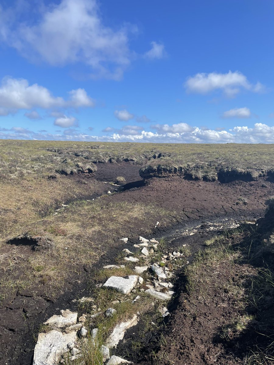 guaduneth's tweet photo. Amazing sunny ☀️ day in Forsinard - Scotland 🏴󠁧󠁢󠁳󠁣󠁴󠁿 collecting our surface changes on blanket bogs 🌱 3 years, 6 countries, 15 sites 😃 @ntu_research @WAN_LIFEIP https://t.co/7f5FU1aFUw