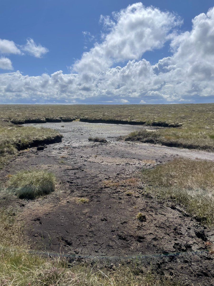 guaduneth's tweet photo. Amazing sunny ☀️ day in Forsinard - Scotland 🏴󠁧󠁢󠁳󠁣󠁴󠁿 collecting our surface changes on blanket bogs 🌱 3 years, 6 countries, 15 sites 😃 @ntu_research @WAN_LIFEIP https://t.co/7f5FU1aFUw