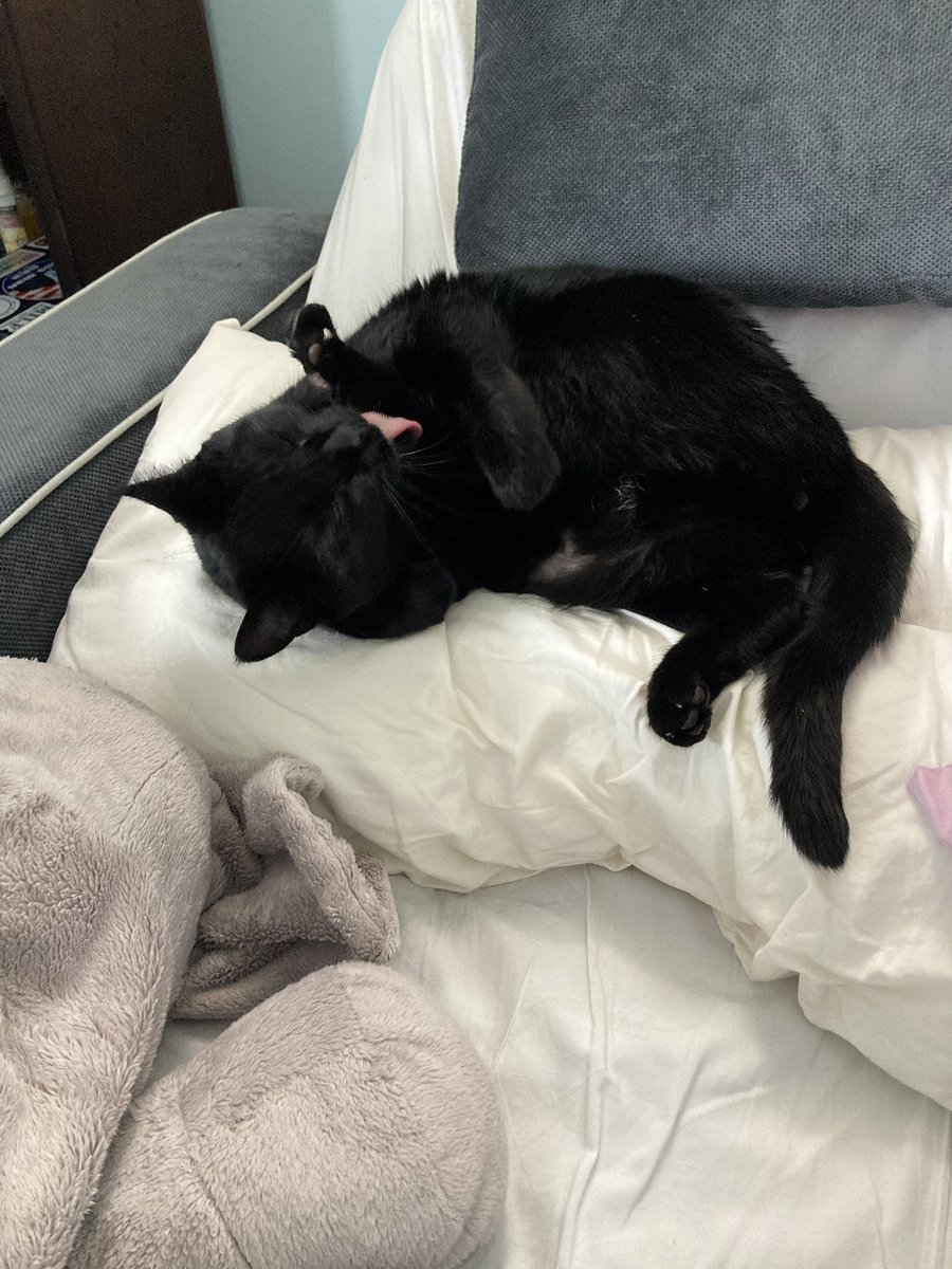 marks_mo's tweet photo. @feederofcats I had a video I took in celebration of my cat’s successful surgery go viral. She died two weeks later and I’ve constantly been getting thousands of notifications each day talking about how happy they are for her. I hate it but I won’t delete the vid because I still love her. https://t.co/0slzbK4M0i