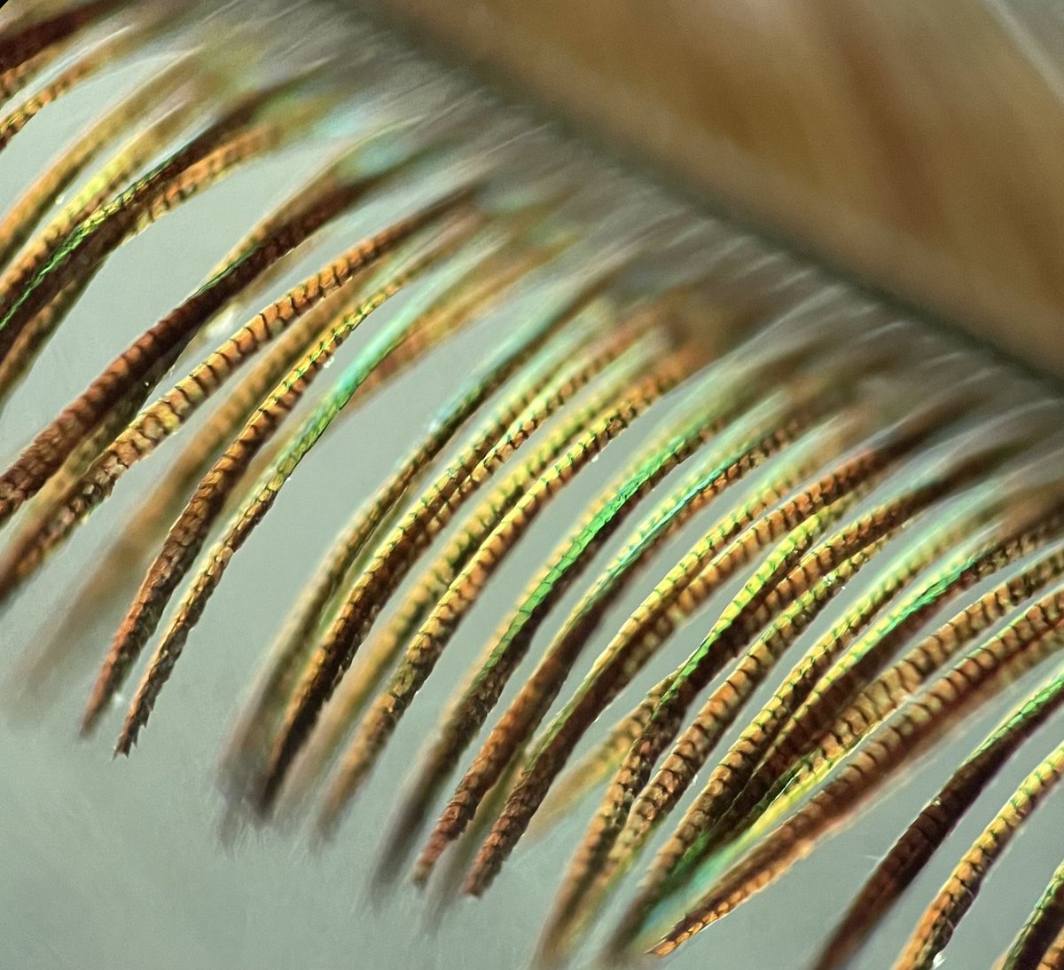 AbbiePath's tweet photo. Peacock feather under the microscope! #undermymicroscope #microscopy https://t.co/BNrFnle7W9