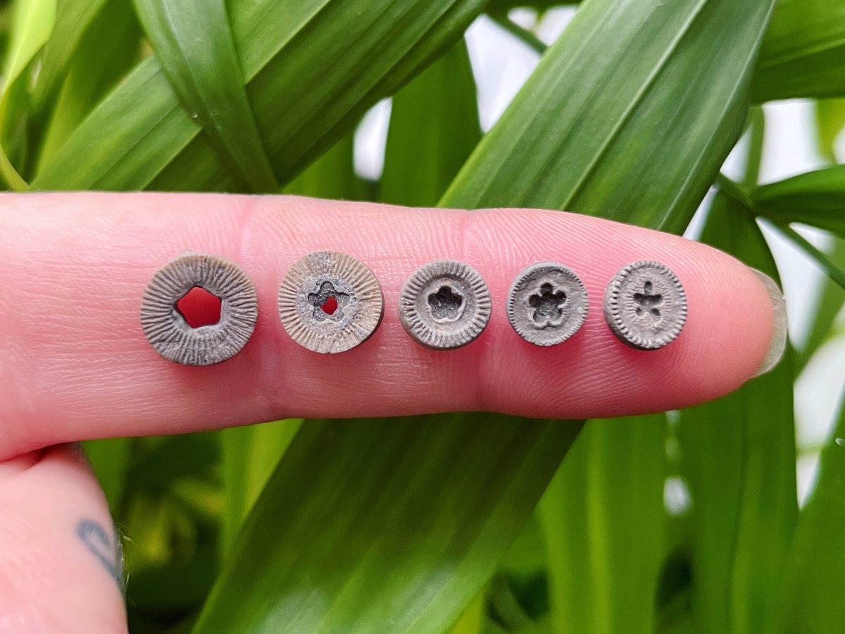 Here’s some wee 330 million year old crinoid ossicles that wonderfully illustrate their five-fold radial symmetry. Nature is awesome 🖤
