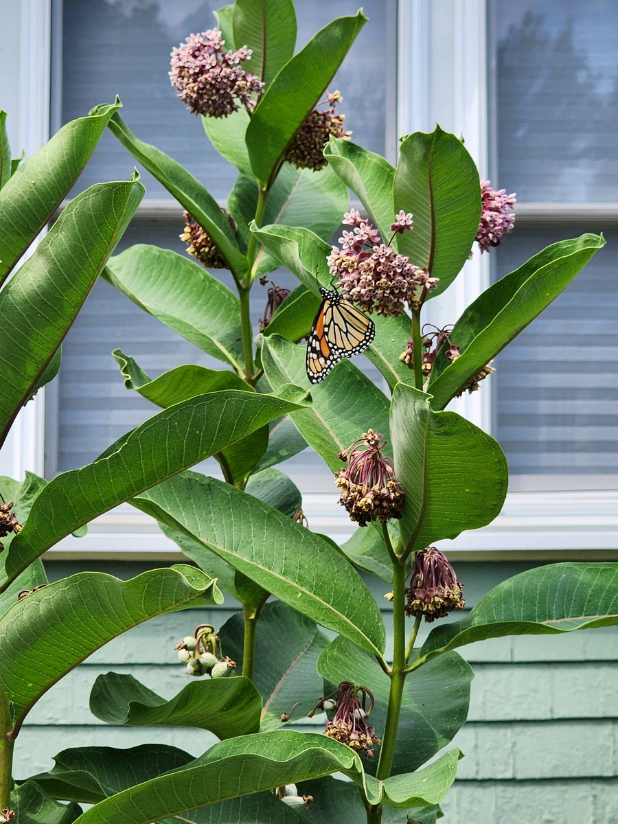 #monarchbutterfly on the #milkweed