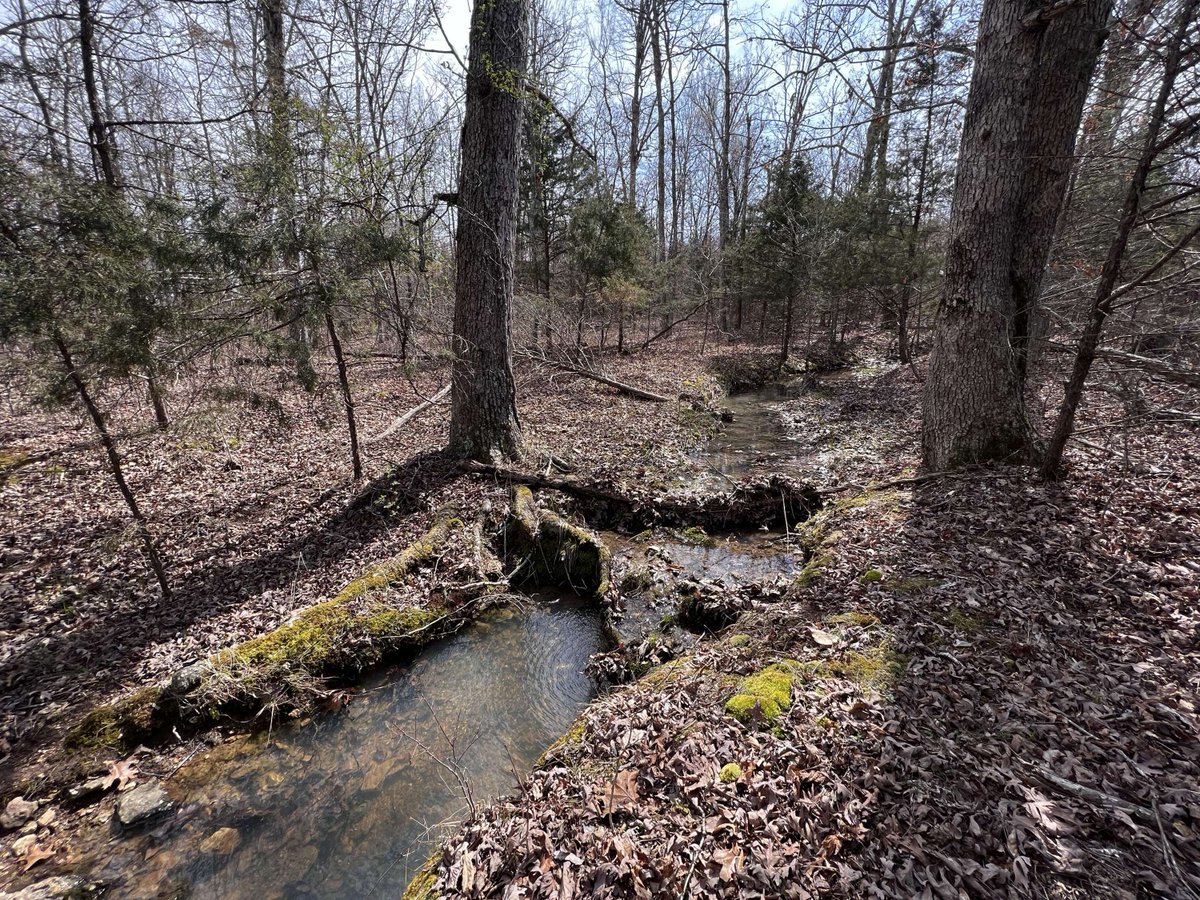 denverwade's tweet photo. New Listing Price! $299,900 
Don't miss out on this property: perfect for development. Or, if you're lucky a personal hunting and recreational property.
See more here: https://t.co/AcocmZaXLJ https://t.co/sV8b0LIjZU