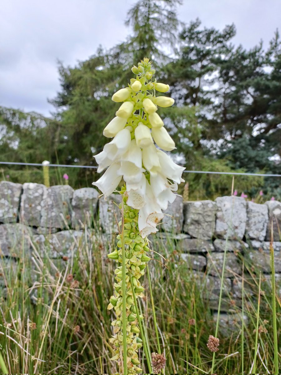DenbyFG's tweet photo. #WildflowerHour #WhiteForm "...a witch's thimble, hard-to-toll bell, elvish door to a door" Foxglove Country @ZaffarKunial https://t.co/owNWkNN9Rh