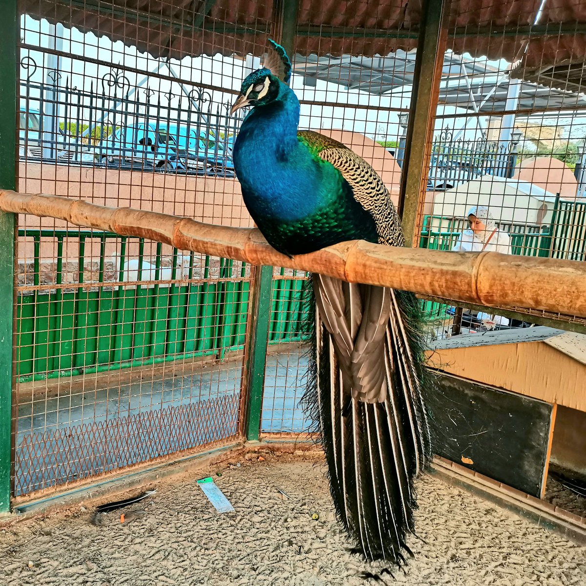 Ahmed_Raway95's tweet photo. Peacock 🦚 ❤️

#colorful #colors #bird #animal #male #peacock #green #blue #white #beauty #beautiful #zoo #animallover #birdlover #lover #animallovers #birdlovers #color #vsco #vscophile #vscogram  #mobile #mobilephotography https://t.co/6v2p5buFC6
