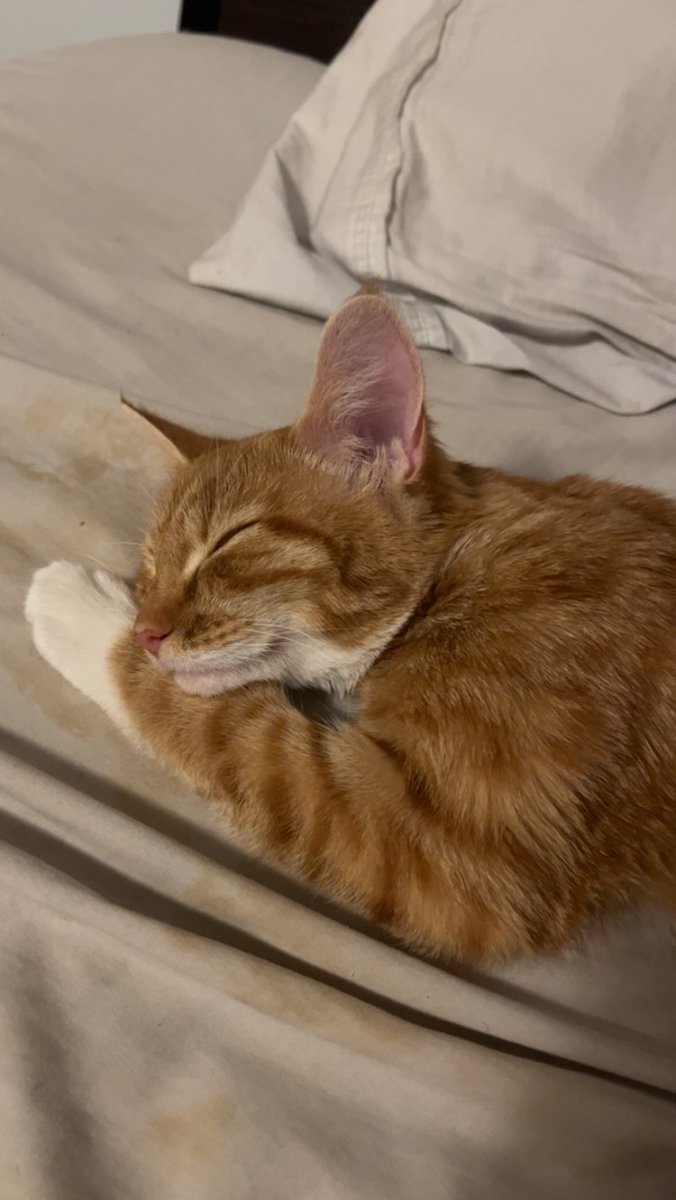 ceejlande's tweet photo. me when i’m eepy (so often) https://t.co/QHGDlxhUn3