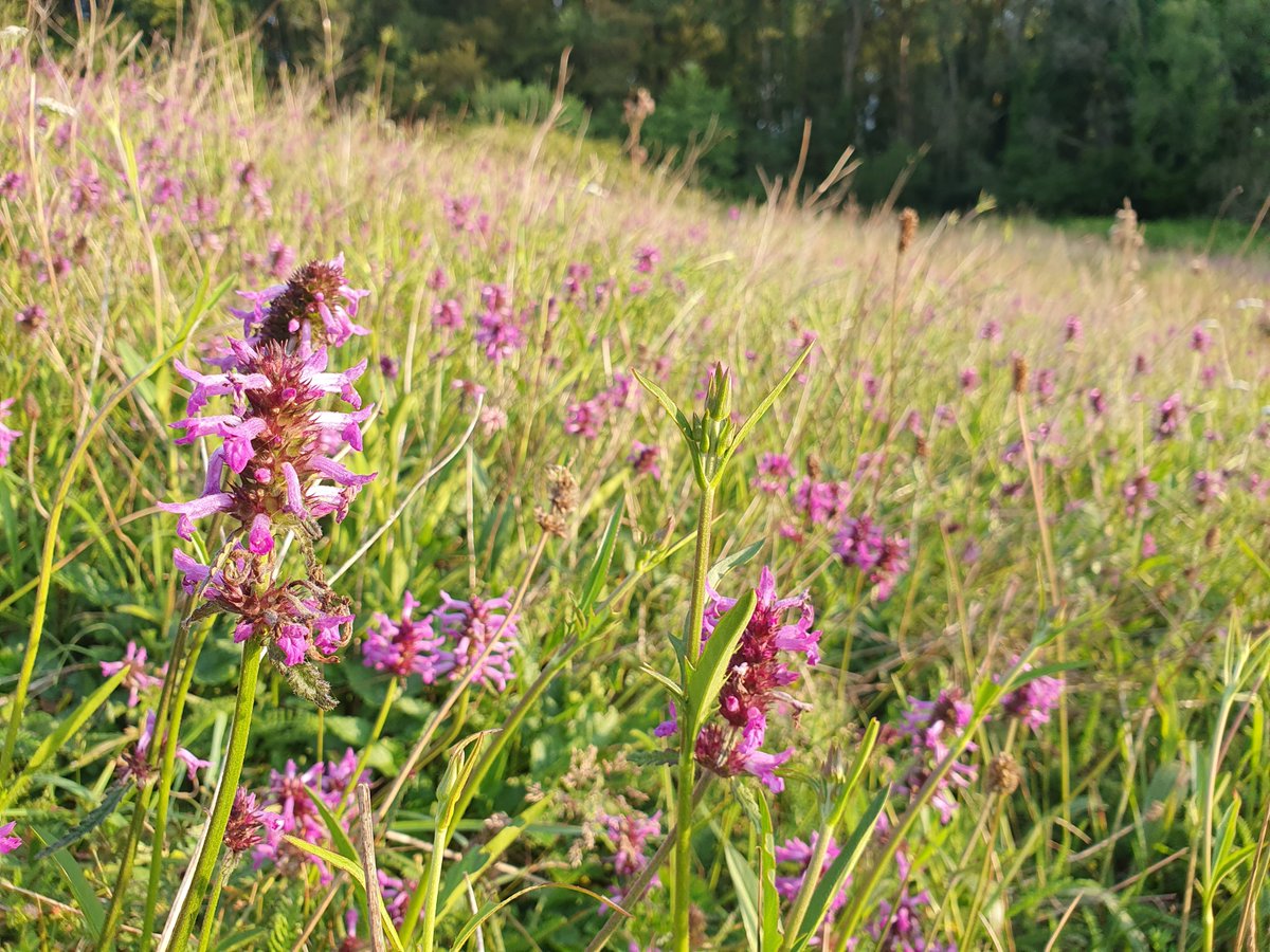 Multipletrees's tweet photo. Betony (Betonica officinalis) in full glory #wildflowerhour @dorsetaonb https://t.co/5GcGCisEuV