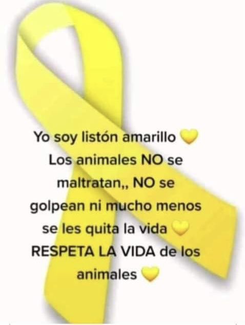 RefugiOceaniCAN's tweet photo. Listón amarillo por una cultura de respeto a los animales. 
🎗️💜🐶🐾

#AdoptaUnOceanican #Oceanican #RefugiOceanican #perros #love #gratitude #dogs #cdmx #truelove https://t.co/xOaiiosbX5