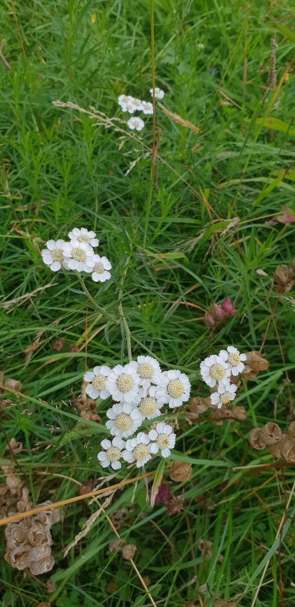 Ian Beavis tweet media