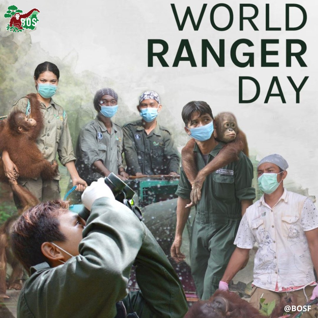Today, we celebrate World Ranger Day.

So let's take a moment to give a big shoutout to the BOS Foundation rangers, our Orangutan Warriors!👏

Without them, we simply couldn't do our lifesaving work.

orangutans.com.au

#WorldRangerDay #OrangutanWarriors #SaveOrangutans