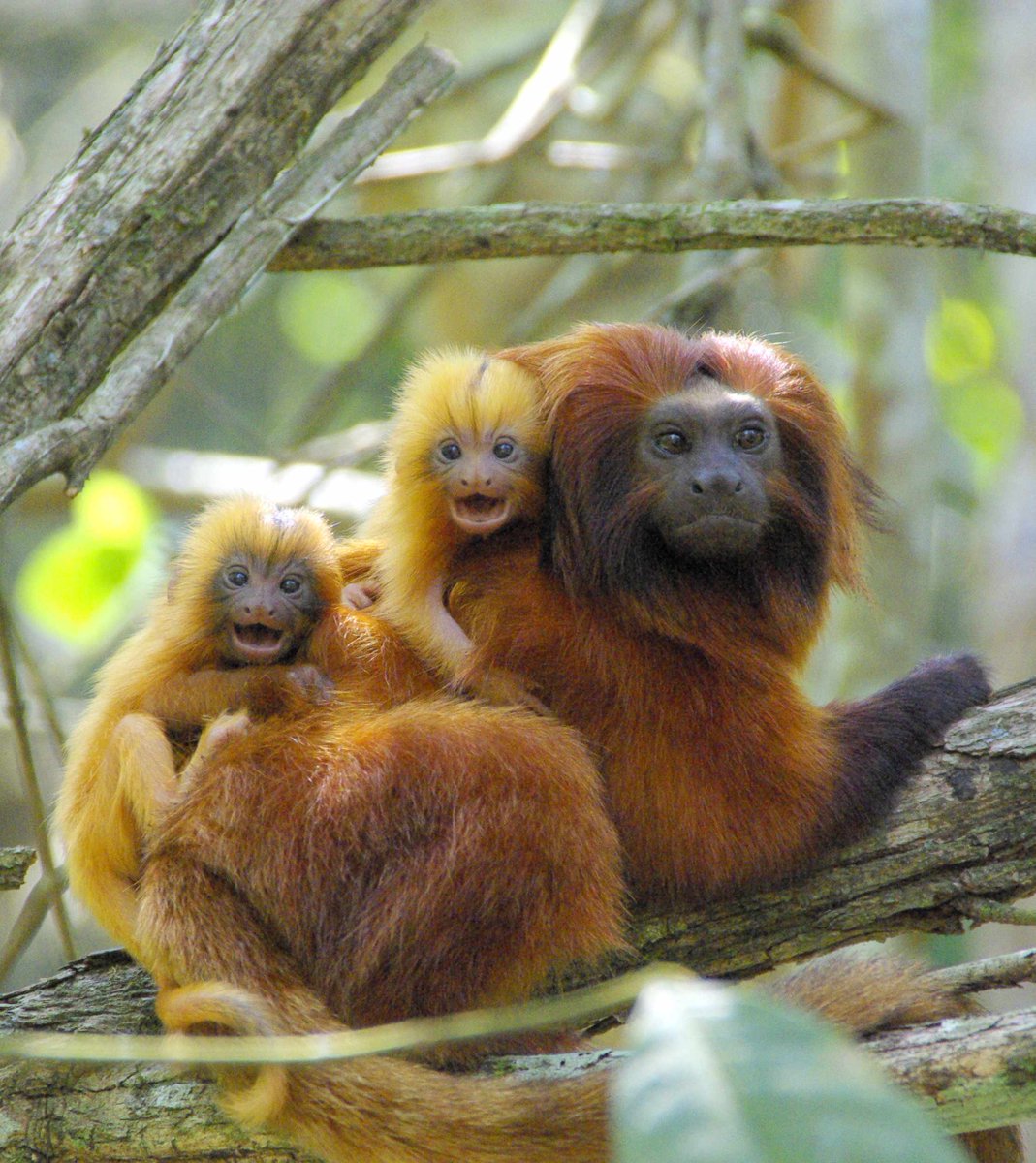 We’re only days away from the Aug. 2 GLT Day celebration and we can’t contain our excitement! #GLTDay #conservation 
Photo: Andreia Martins