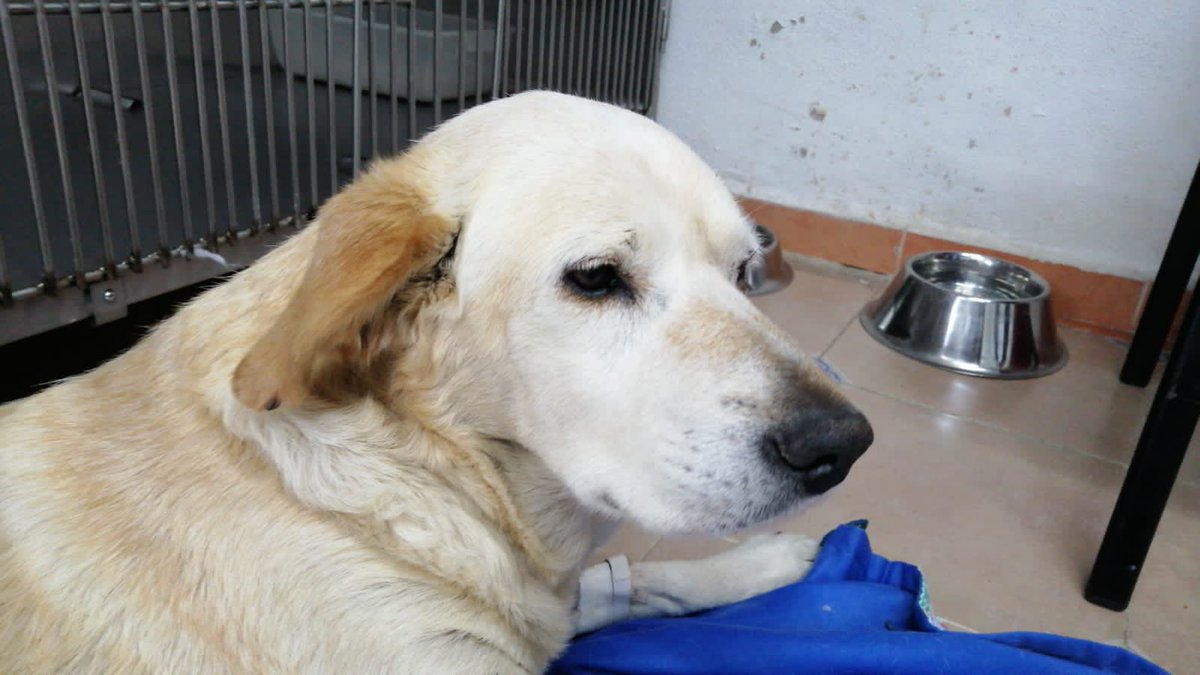 Hola amigos!! Soy Miss Love, salí bien de mi cirugía de columna y mi ojito va recuperándose!💜
Ando en búsqueda de madrinas y padrinos mágicos para cubrir mis gastos hospitalarios.🙏🏼🙏🏼🙏🏼
Agradezco mucho las patitas de ayuda y si alguien me quiere dar hogar temporal o adoptar 🧶👇🏼