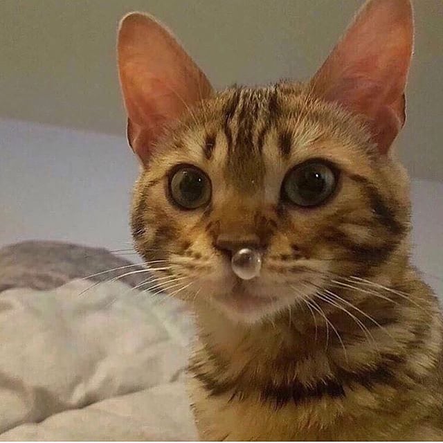 Why you should have a cat (@shouldhavecat) on Twitter photo 