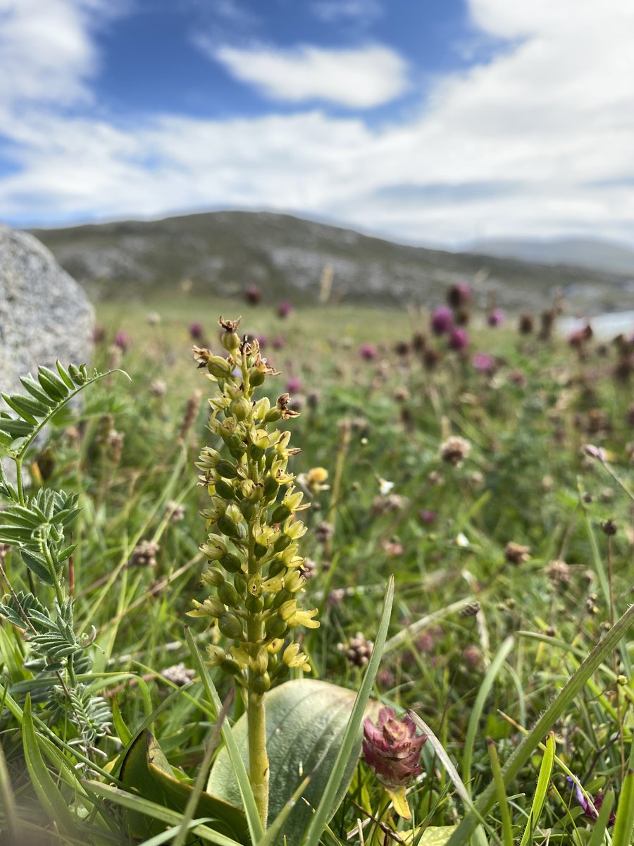 Watts_SH's tweet photo. Unusual for me to have a post from sea level, but coastal #botany is my break from work &amp; research! Common Twayblade (Neottia ovata), Bird's-foot Trefoil (Lotus corniculatus) &amp; Sea Rocket (Cakile maritima). #WildflowerHour #EileanSiar #WesternIsles https://t.co/prXv4vOcxT