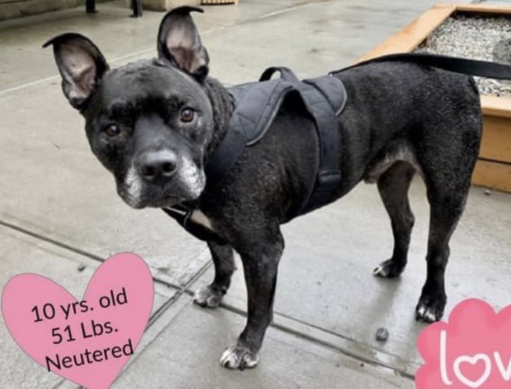 TomJumboGrumbo's tweet photo. 10 years old, and Max 169348 was dumped for moving - now TBK Tuesday in NYCACC. A shelter favorite who needs medical - with nodules on his body and a head tilt, it’s not his time to go and we need to get him the care he deserves. A good boy who’s house trained, dog/kid and even CAT friendly, he’s adoptable from any location and good for kids age 5+. Please pledge RT Max!

https://t.co/IuAfGkP3FU