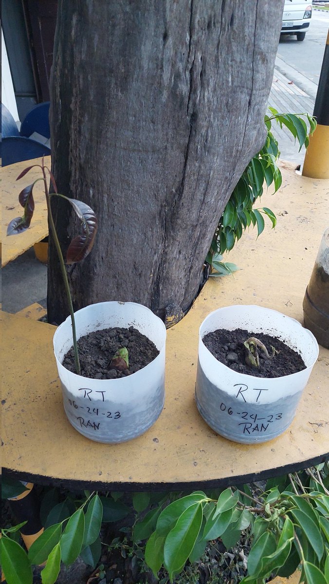 rantelaran's tweet photo. First mangoes na tinanim ko from seed. 😁
Photo taken on July 12, 2023 https://t.co/qhsROxoEMf