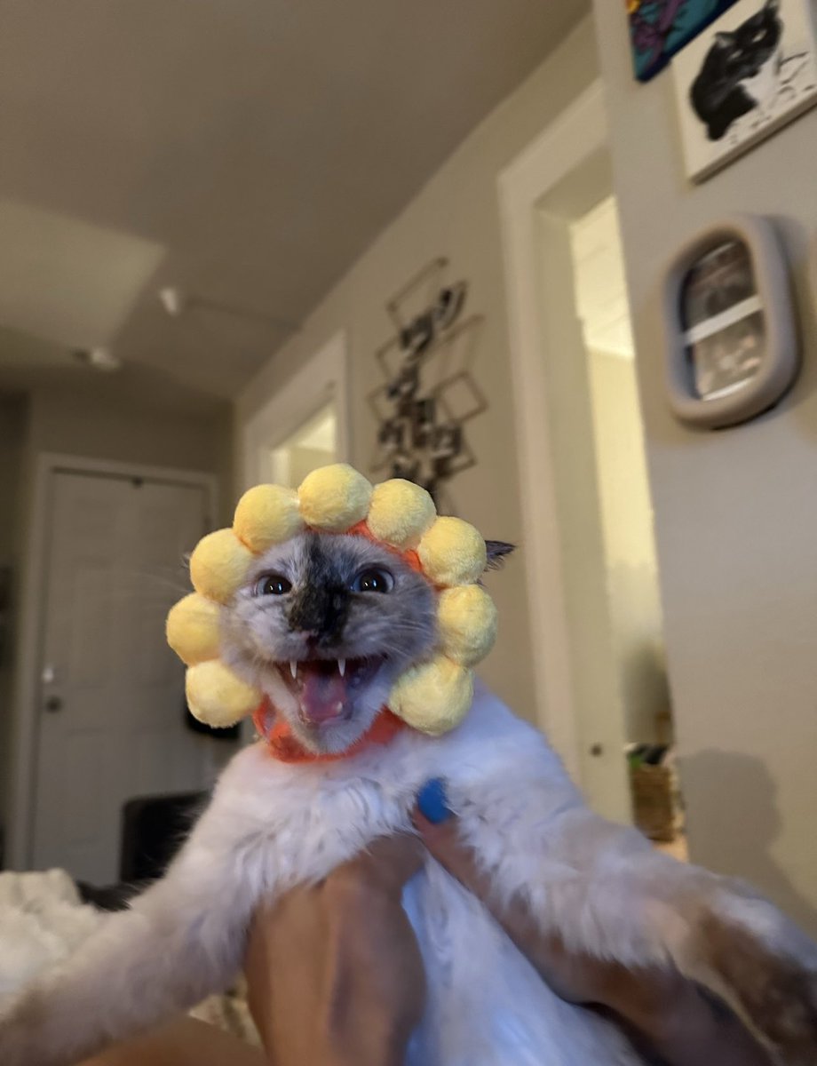 smallquillrat's tweet photo. dont Look at Me !!! !!! ‼️🤬 https://t.co/k7E1FHKuiO