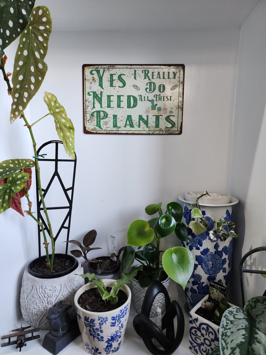 Bec72Aust's tweet photo. Appropriate signage arrived
#CIPPA #GardeningTwitter #Indoorplants https://t.co/Oir3XQnaRY