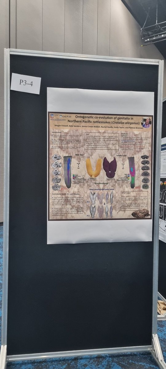It's poster day!! Come check out our poster today with some of our exciting preliminary rattlesnake genital morphology data at #ICVM2023
