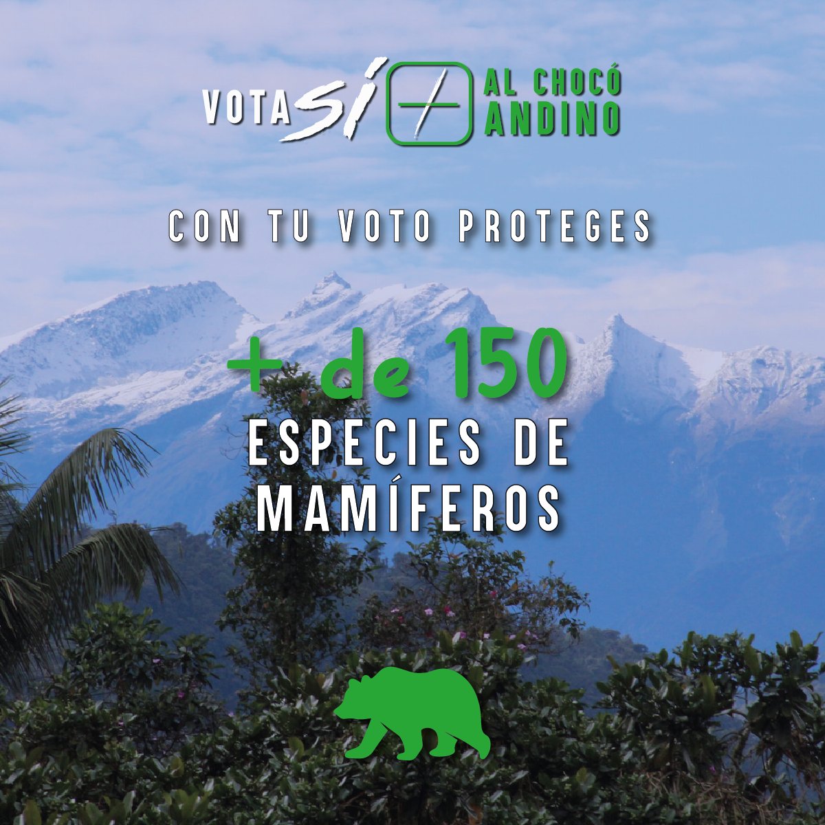 QuitoSinMineria's tweet photo. El 20 de agosto, vota Sí por el Chocó Andino 🌳🗳️, uno de los últimos bosques de Quito. 

Con más de 287.000 hectáreas de biodiversidad, incluyendo bosques andinos, páramos y ecosistemas arbustivos, esta reserva de la biosfera es un tesoro natural. #SíAlChocóAndino #SíAQuito https://t.co/1RlwFAXalj