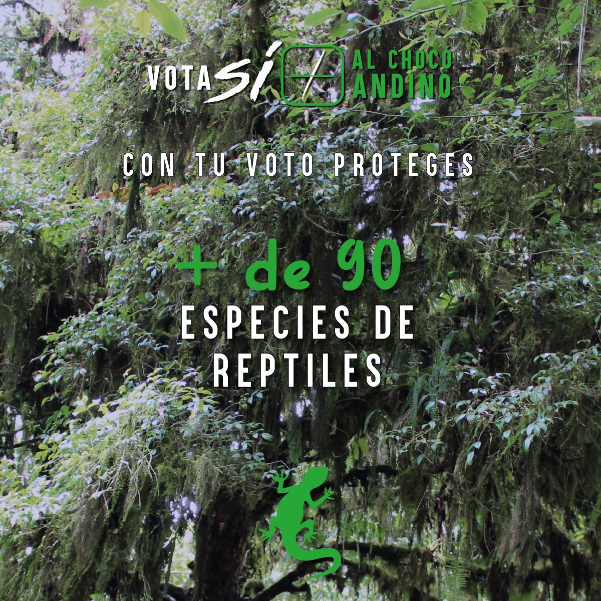 El 20 de agosto, vota Sí por el Chocó Andino 🌳🗳️, uno de los últimos bosques de Quito. 

Con más de 287.000 hectáreas de biodiversidad, incluyendo bosques andinos, páramos y ecosistemas arbustivos, esta reserva de la biosfera es un tesoro natural. #SíAlChocóAndino #SíAQuito